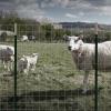 imageDeWalt Fence 48 in x 330 ft 1212 Gauge Galvanized Steel Sheep and Goat Fence DXAFMT34840548 in x 330 ft